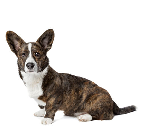 Cardigan dog discount